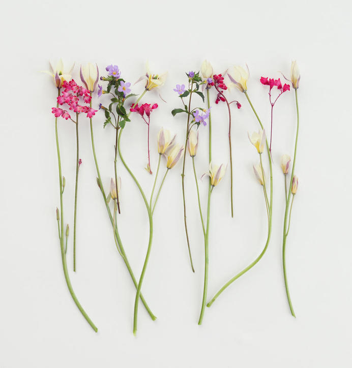 Top Tips For Flower Pressing — Flowercard Thinking of You